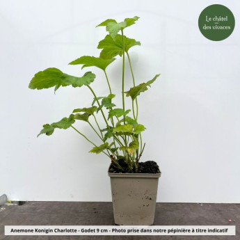 Anemone x hybrida Konigin Charlotte - pot