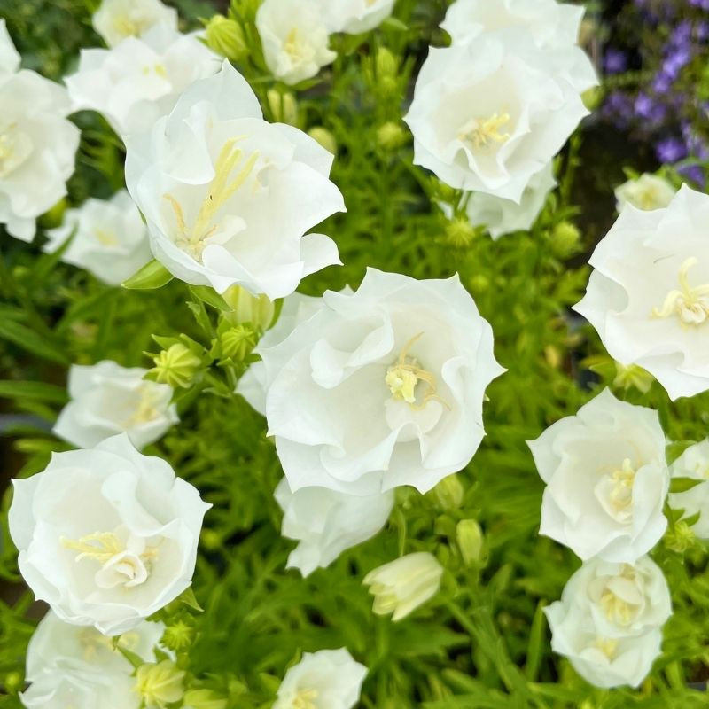 Fleurs blanches de la Campanula persicifolia La Bonne Amie