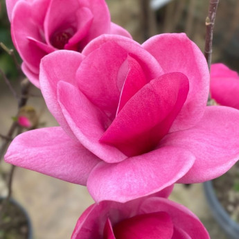 Fleur rose du Magnolia Watermelon