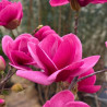Magnolia Watermelon