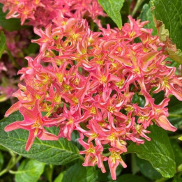 Fleurs de l'Hydrangea macrophylla You and me Princess Diana