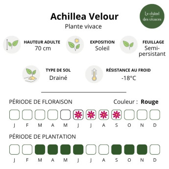 Caractéristiques de l'Achillea millefolium Velour