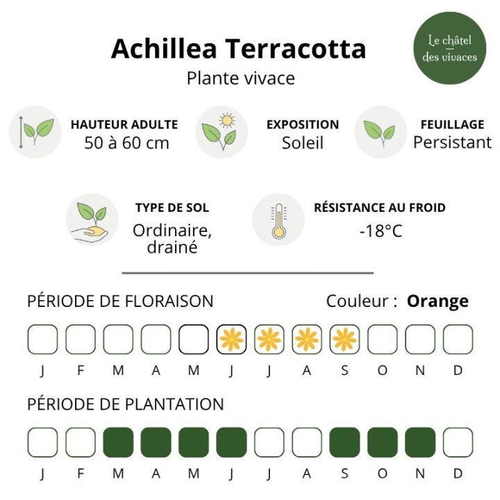 Caractéristiques de l'Achillea millefolium Terracotta