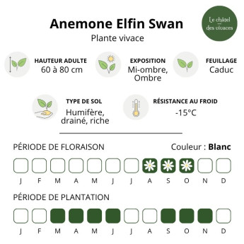 Caractéristiques de l'Anemone Elfin Swan