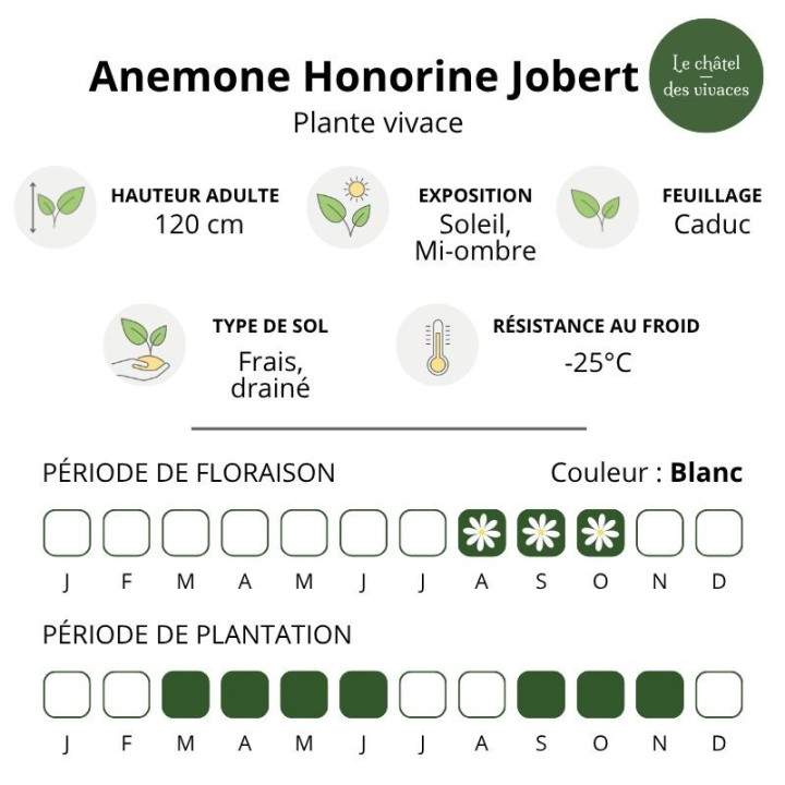 Caractéristiques de l'Anémone du Japon Honorine Jobert