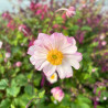 Anemone Garden Breeze Pink Touch