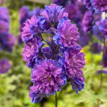 Floraison du Delphinium elatum Sweet Sensation