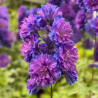Delphinium elatum Sweet Sensation