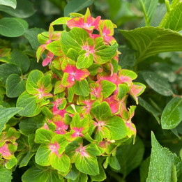 Fleur de l'Hydrangea macrophylla schloss Wackerbarth