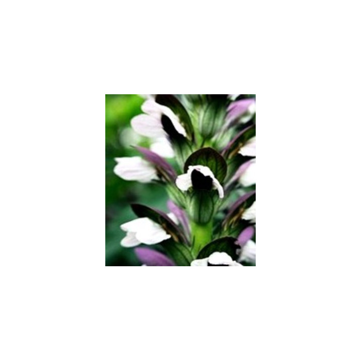 Acanthus mollis