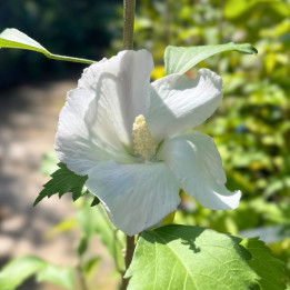 Fleur d'Hibiscus syriacus Flower Tower White