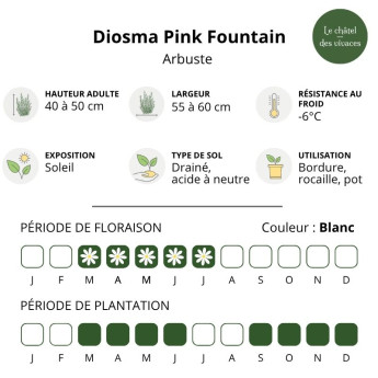 Caractéristiques du Diosma Pink Fountain