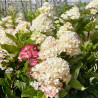 Hydrangea paniculata Spring Sizzle