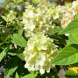 Fleurs de l'Hydrangea paniculata Bonfire