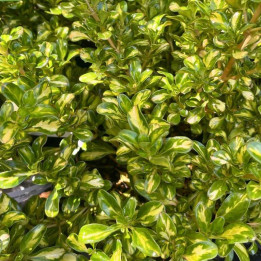Feuillage du Coprosma Lemon and Lime