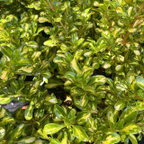 Feuillage du Coprosma Lemon and Lime