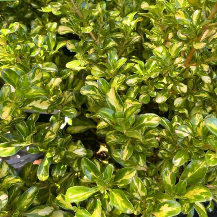 Feuillage du Coprosma Lemon and Lime