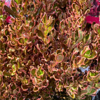 Feuillage du Coprosma Pacific Dawn