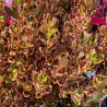 Coprosma Pacific Dawn