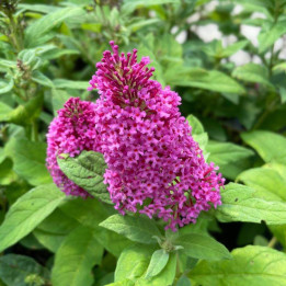 Fleurs du Buddleia davidii Butterfly Candy Little Cerise