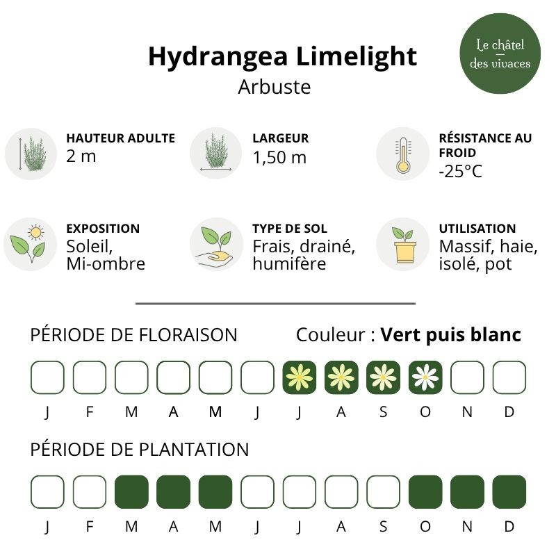 Caractéristiques de l'Hydrangea paniculata Limelight Caractéristiques de l'Hydrangea paniculata Limelight