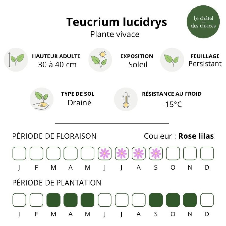 Caractéristiques du Teucrium lucidrys
