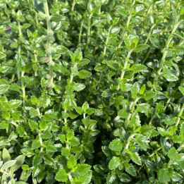 Feuillage du Teucrium lucidrys