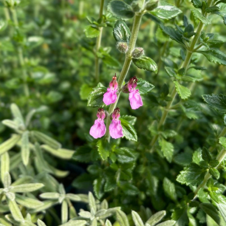 Fleurs roses du Teucrium lucidrys