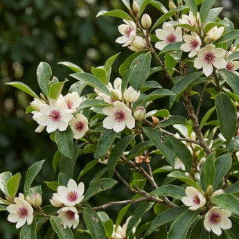 Floraison du Michelia White Caviar