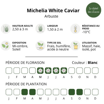 Caractéristiques du Michelia White Caviar