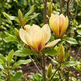 Fleurs du Magnolia Sunsation