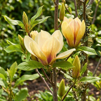 Fleurs du Magnolia Sunsation