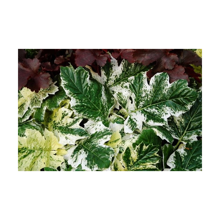 Acanthus mollis Tasmanian Angel