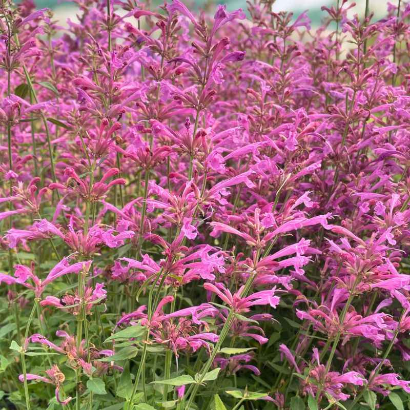 Floraison de l'Agastache Summerlong Lilac Floraison de l'Agastache Summerlong Lilac