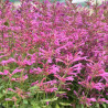 Agastache Summerlong Lilac