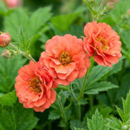 Fleurs orange corail du Geum Coral Tempest