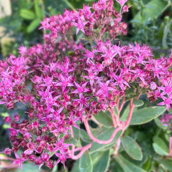 Fleurs du Sedum Carl