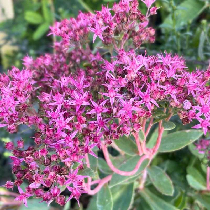Fleurs du Sedum Carl