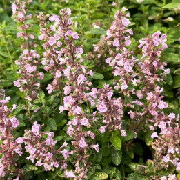 Floraison rose de la Nepeta Serene Wild Orchid