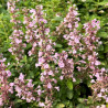 Nepeta Serene Wild Orchid