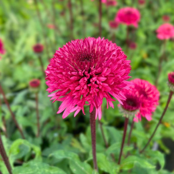 Fleur rose de l'Echinacea purpurea Blackberry Truffle