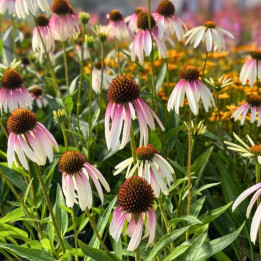 Echinacea Pretty Parasols en pleine floraison