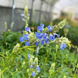 Fleurs bleues de la Salvia uliginosa
