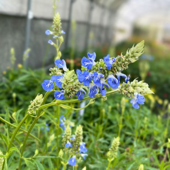 Fleurs bleues de la Salvia uliginosa