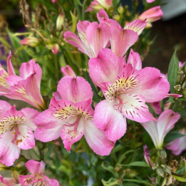 Fleurs rose de l'Alstroemeria Summer Break