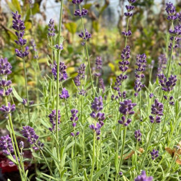 Lavandula angustifolia Ardèche en pleine floraison