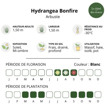 Caractéristiques de l'Hydrangea paniculata Bonfire