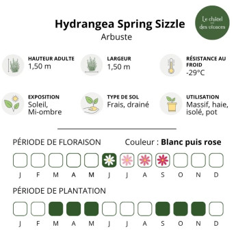 Caractéristiques de l'Hydrangea paniculata Spring Sizzle