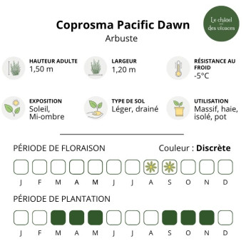 Caractéristiques du Coprosma Pacific Dawn