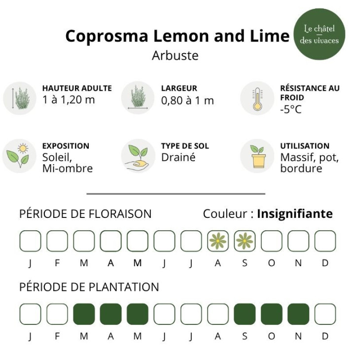 Caractéristiques du Coprosma Lemon and Lime